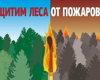 Почему нужно беречь лес от пожаров?