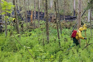 На кадрах последствия и причина вчерашнего лесного пожара N10 в зоне ответственности Ханты-Мансийского авиаотделения: перед вами дерево, буквально разорванное мощным ударом молнии.