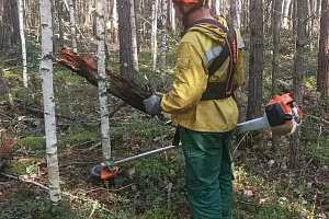 В августе специалистами Луговского авиаотделения проведены плановые рубки прочистки на территории Кондинского лесничества. Общая площадь выполненных работ составила 26,2 гектара.